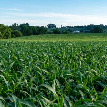 Zimbabwe from drought shock to harvest recovery Zimbabwe from drought shock to harvest recovery
