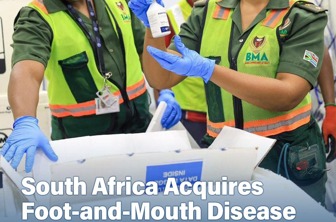 South Africa Acquires Foot-and-Mouth Disease Vaccines to Contain Livestock Outbreaks