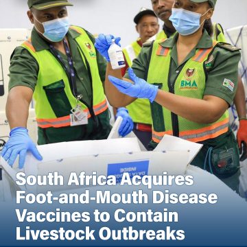 South Africa Acquires Foot-and-Mouth Disease Vaccines to Contain Livestock Outbreaks